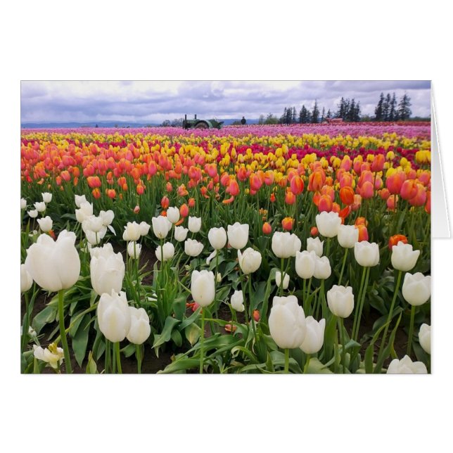 Tulip Farm (Vorderseite (Horizontal))