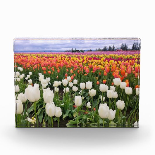 Tulip Farm Fotoblock (Vorderseite)