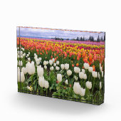 Tulip Farm Fotoblock (Rechts)