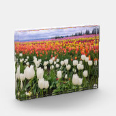 Tulip Farm Fotoblock (Links)