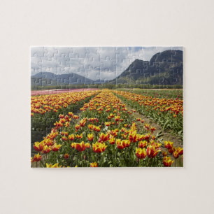 Tulip Farm in der Nähe von Agassiz, British Colum Puzzle