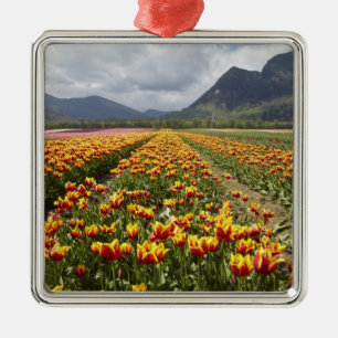 Tulip Farm in der Nähe von Agassiz, British Colum Silbernes Ornament