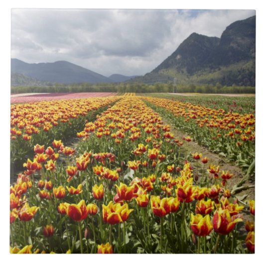Tulip Farm in der Nähe von Agassiz, British Columb Fliese (Vorderseite)