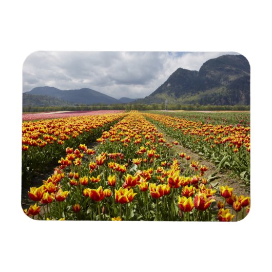Tulip Farm in der Nähe von Agassiz, British Columb Magnet (Horizontal)