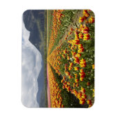 Tulip Farm in der Nähe von Agassiz, British Columb Magnet (Vertikal)