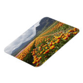 Tulip Farm in der Nähe von Agassiz, British Columb Magnet (Linke Seite)