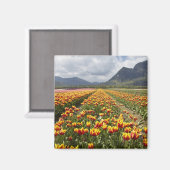 Tulip Farm in der Nähe von Agassiz, British Columb Magnet (Vorderseite/Rückseite)