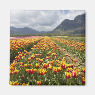 Tulip Farm in der Nähe von Agassiz, British Columb Magnet