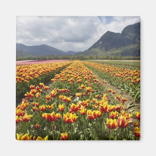 Tulip Farm in der Nähe von Agassiz, British Columb Magnet (Vorne)