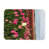 Tulip Farm in Oregon Magnet (Horizontal)