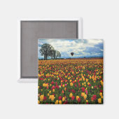 Tulip Farm in Oregon Magnet (Vorderseite/Rückseite)