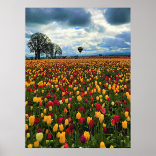 Tulip Farm in Oregon Poster