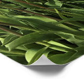 Tulip Farm in Oregon Poster (Ecke)