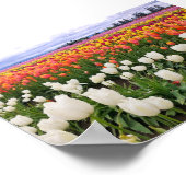 Tulip Farm Poster (Ecke)