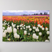 Tulip Farm Poster (Vorne)