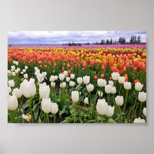 Tulip Farm Poster (Vorne)