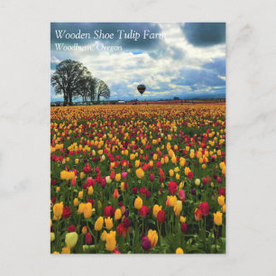 Tulip Farm von Oregon Postkarte