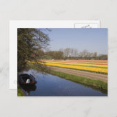 Tulip-Felder Postkarte (Vorne/Hinten)
