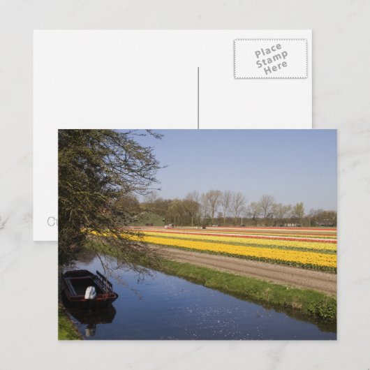 Tulip-Felder Postkarte (Vorne/Hinten)