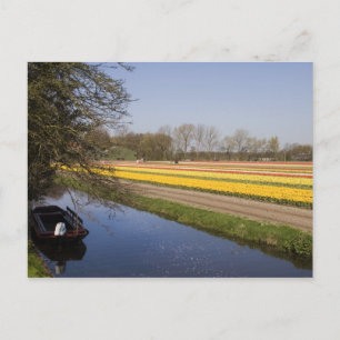 Tulip-Felder Postkarte