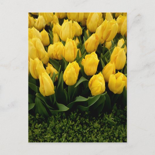 Tulip Festival - 27 individuell gestaltbare Postka Postkarte (Vorderseite)