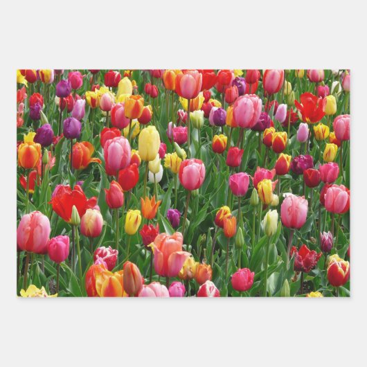 Tulip Festival Geschenkpapier Set (Vorderseite 2)