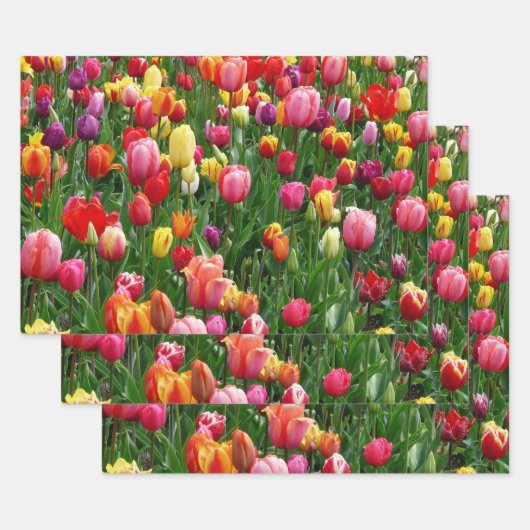 Tulip Festival Geschenkpapier Set (Set)