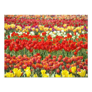 Tulip Festival - Martha Argerich Projekt Fotodruck