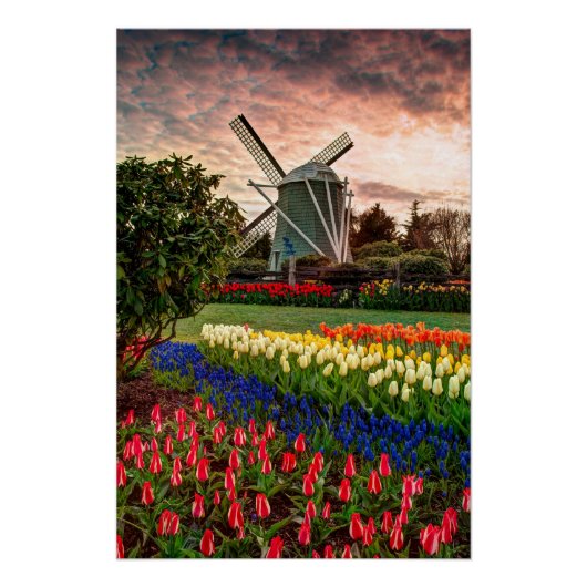 Tulip Festival Poster (Vorderseite)