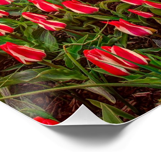 Tulip Festival Poster (Ecke)