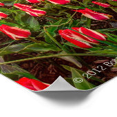 Tulip Festival Poster (Ecke)