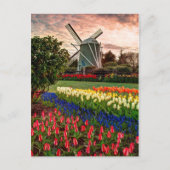 Tulip Festival Postkarte (Vorderseite)