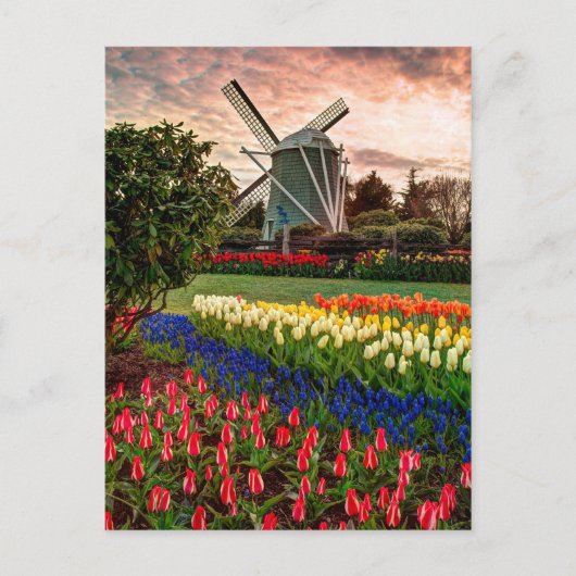 Tulip Festival Postkarte (Vorderseite)