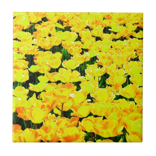 Tulip field - goldgelb fliese (Vorderseite)