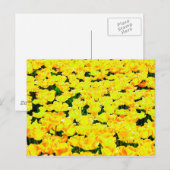 Tulip field - goldgelb postkarte (Vorne/Hinten)