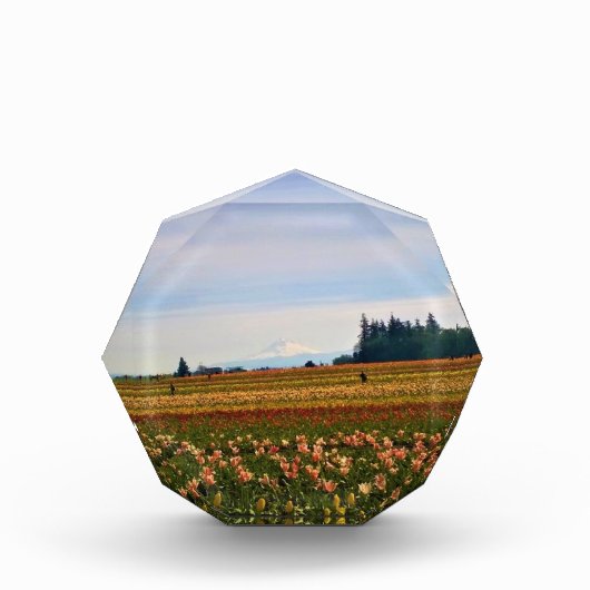 Tulip Field mit Mt. Hood, Oregon Fotoblock (Vorderseite)