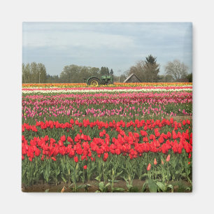 Tulip Field mit Traktor und Stall Magnet
