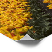 Tulip field, Niederlande Poster (Ecke)