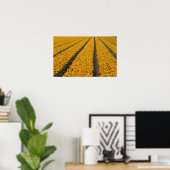 Tulip field, Niederlande Poster (Heimbüro)