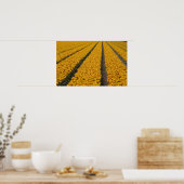 Tulip field, Niederlande Poster (Küche)