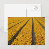 Tulip field, Niederlande Postkarte (Vorne/Hinten)