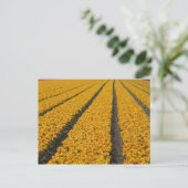 Tulip field, Niederlande Postkarte (Stehend Vorderseite)