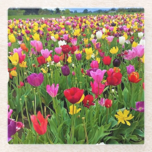 Tulip Field, Oregon Glasuntersetzer (Vorderseite)