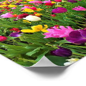 Tulip Field, Oregon Poster (Ecke)