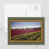Tulip Field Postcard Postkarte (Vorne/Hinten)