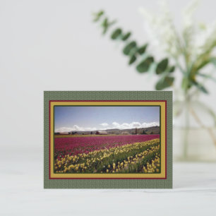 Tulip Field Postcard Postkarte