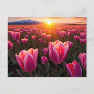 Tulip Field Postcard Postkarte