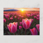 Tulip Field Postcard Postkarte (Vorderseite)