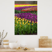 Tulip Field Poster (Küche)