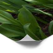 Tulip Field Poster (Ecke)